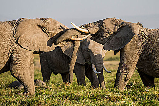 东非,肯尼亚,安伯塞利国家公园,大象