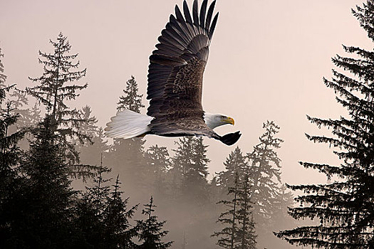 白头鹰,薄雾,通加斯国家森林,东南阿拉斯加,冬天,合成效果