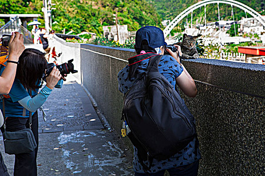 台灣著名的觀光景點,瑞芳猴硐的貓村,遊客正在對著可愛的貓拍照,形成有趣的畫面