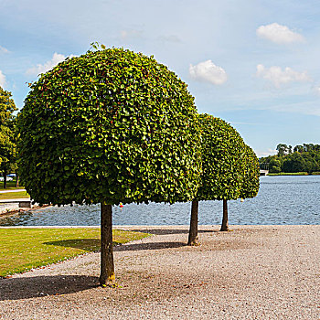 树,排列,边缘,德罗特宁霍尔姆宫,斯德哥尔摩,瑞典