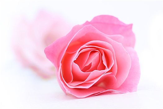 漂亮,粉红玫瑰,白色背景,特写