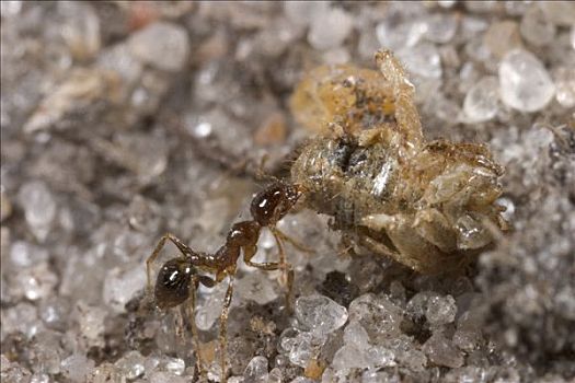 蚂蚁,收集,蝗虫,身体部位,丢弃,螳螂,进食,博茨瓦纳