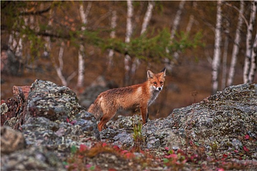 红狐,针叶林带