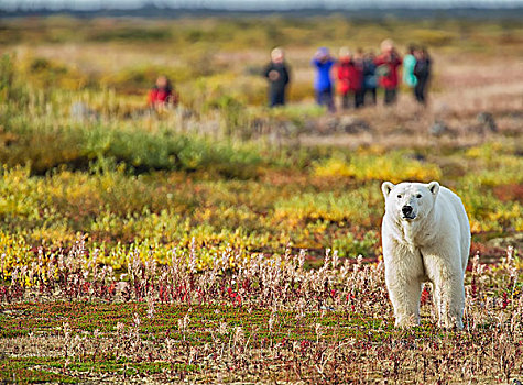 北极熊,站立,正面,多人,靠近,海豹,河,住宿,岸边,哈得逊湾,曼尼托巴,加拿大
