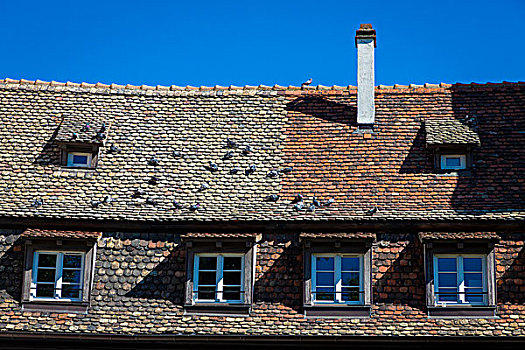 鸽子,栖息,砖,屋顶,传统建筑,小法兰西,斯特拉斯堡,法国