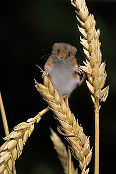 巢鼠,小麦