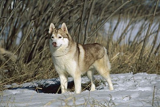 西伯利亚,哈士奇犬,狗,警惕,雪中