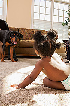 女婴,玩,地毯,看,宠物,罗特韦尔犬
