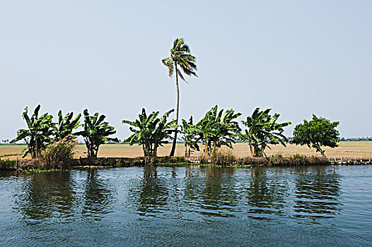 反射,树,水中,地区,喀拉拉,印度
