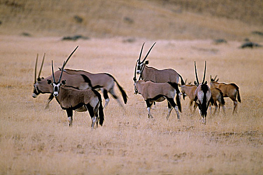 牧群,南非大羚羊,地点,考科韦尔德