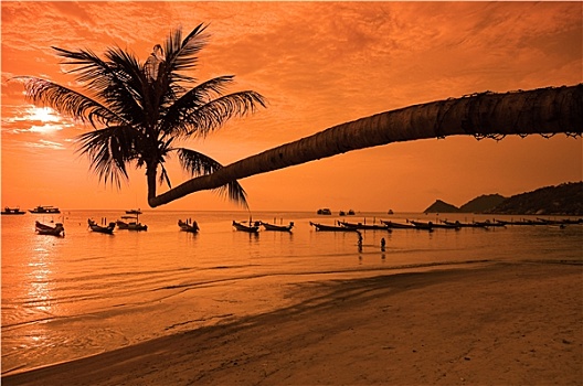 日落,棕榈树,船,热带沙滩