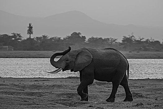 肯尼亚山国家公园非洲象群用沙浴降温