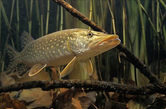 北方,白斑狗鱼,淡水,水,全球