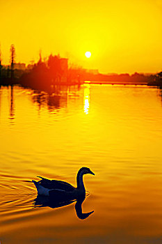 黄昏时湖上游的一只鹅