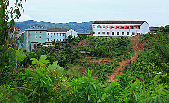 鄞州,横溪镇,茶园,茶山,绿色,生态,山谷