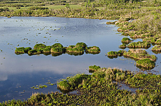 沼泽,国家野生动植物保护区,佛罗里达,美国