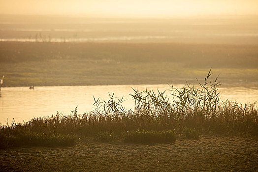 湿地,北戴河,秦皇岛,海滩,大潮坪,鸽子窝,落潮,涨潮,环保,保护