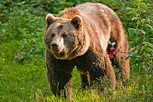 棕熊,俘获,巴伐利亚森林国家公园,巴伐利亚,德国,欧洲