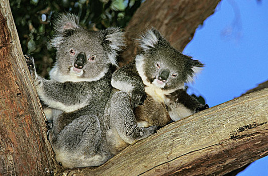 树袋熊,一对,成年,站立,树,澳大利亚