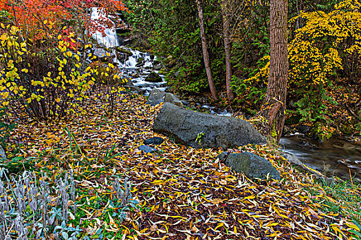 秋色,棉白杨,溪流,瀑布,日本,花园,纳尔逊,不列颠哥伦比亚省,加拿大