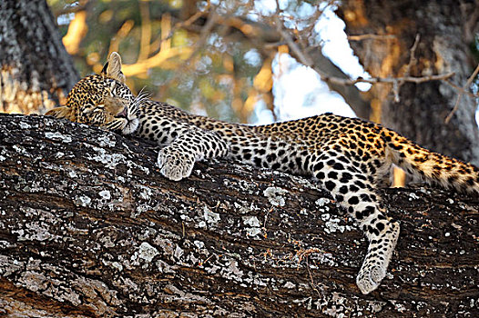 豹,睡觉,幼兽,树,赞比西河下游国家公园,赞比亚,非洲