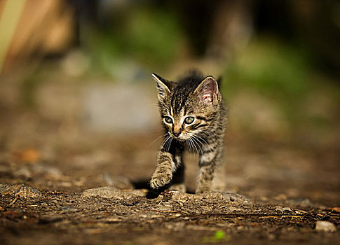 斑猫,小猫,徒步,院子,德国,欧洲