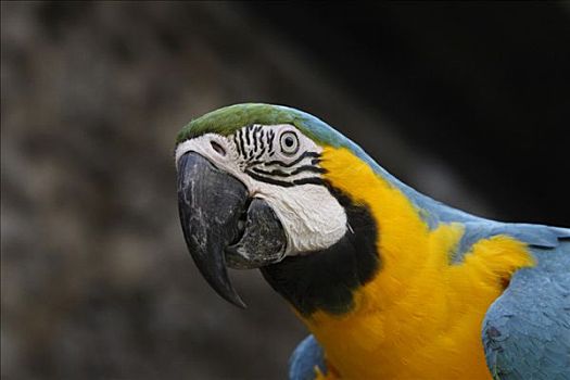 金刚鹦鹉,黄蓝金刚鹦鹉,荷兰,安的列斯群岛,加勒比海