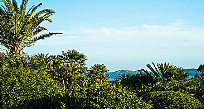 棕榈树,萨丁尼亚,意大利