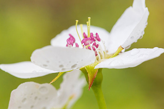 雨后梨花特写