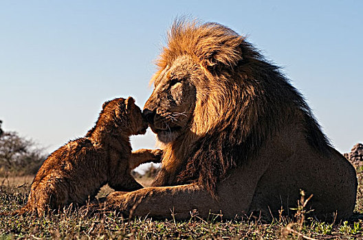 非洲狮,狮子,幼兽,依偎,博茨瓦纳