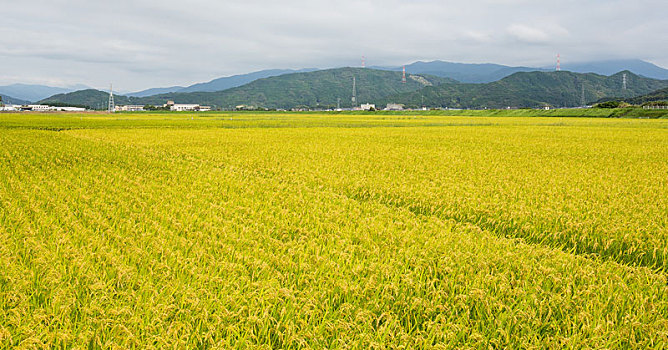 稻田