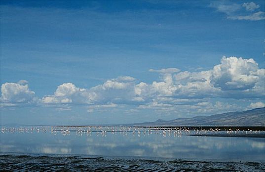 湖,塞伦盖蒂,坦桑尼亚
