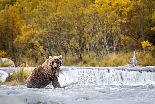 棕熊,卡特麦国家公园,西部,阿拉斯加,美国,北美