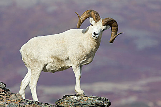 绵羊,白大角羊,中心,阿拉斯加