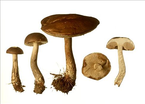 桦树,牛肝菌,蘑菇