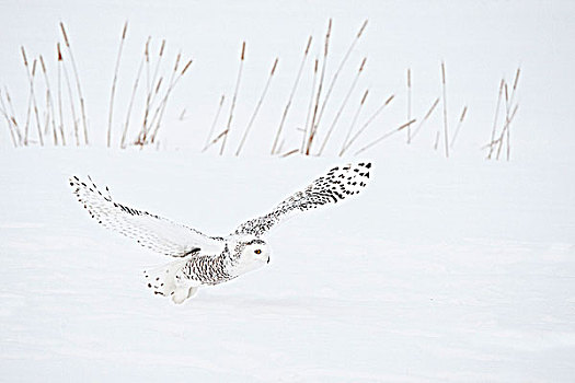 雪鹄,雪鸮,雌性,飞行