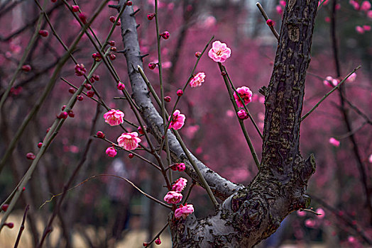 梅花