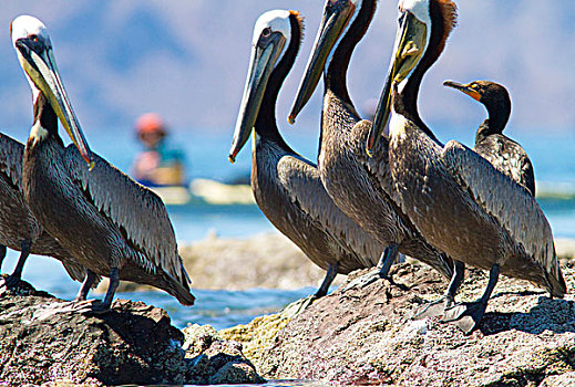 科特兹海,墨西哥,褐色鹈鹕,褐鹈鹕,一个,双冠鸬鹚,栖息,卡门,后面