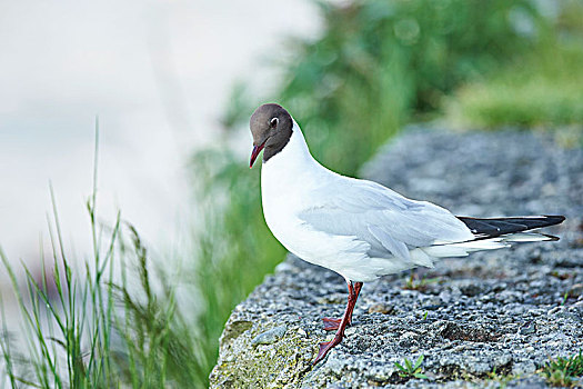 苔藓,乌鸦,石头,坐