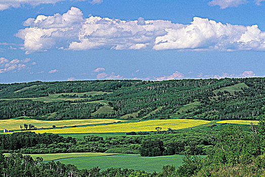 草原,景色,曼尼托巴,加拿大