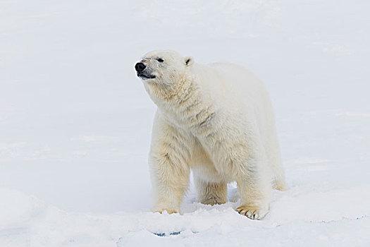 挪威,斯瓦尔巴特群岛,浮冰,北极熊