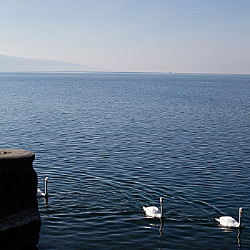 三个,天鹅,水,日内瓦湖
