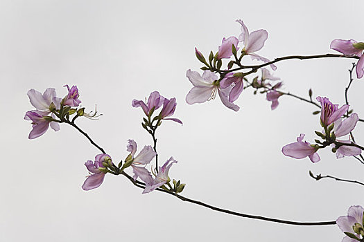 香港,兰花,树枝,河内,越南