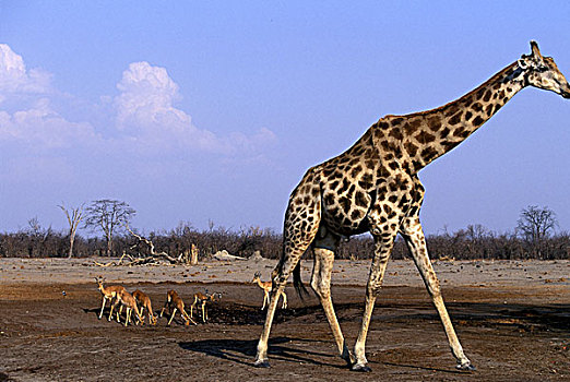 非洲,博茨瓦纳,乔贝国家公园,长颈鹿,喝,靠近,小,黑斑羚,牧群,萨维提,湿地