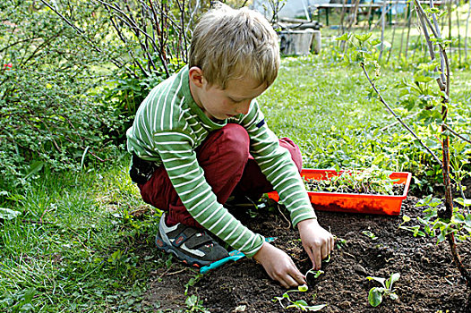 小男孩,种植,小,植物,花,床,花园
