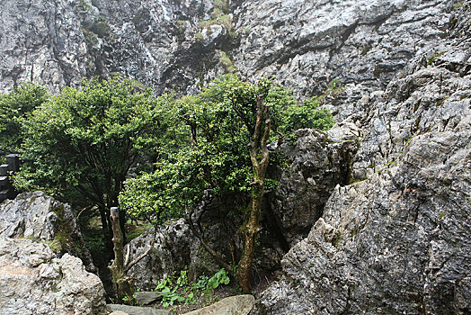 神农架,板壁岩,风景,景点,旅游,高山,神秘,树木,植被,石头,鄂西,奇石,壮观