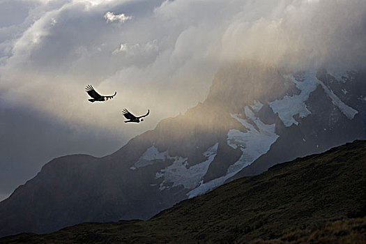 智利,托雷德裴恩国家公园,数码合成,安第斯秃鹰,翱翔,阳光,乌云,上方,山