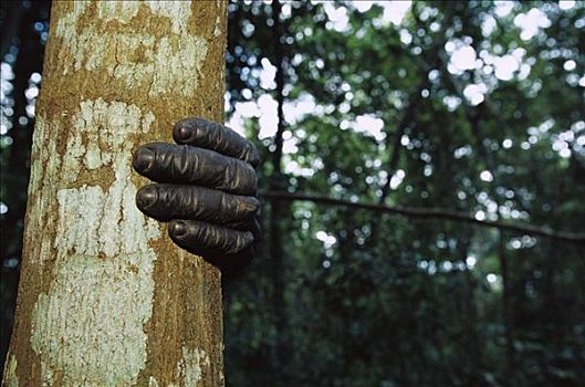 倭黑猩猩,特写,树干,刚果