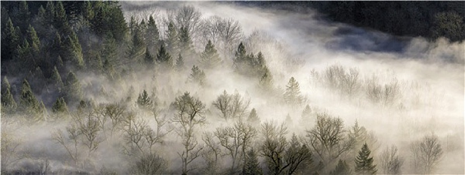 雾,上方,树林,俄勒冈