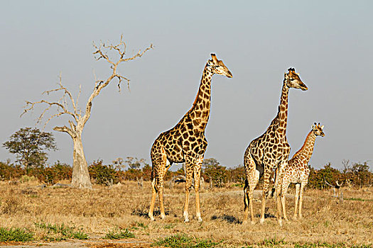 非洲,博茨瓦纳,乔贝国家公园,长颈鹿,站立,幼兽,草地,萨维提,湿地,奥卡万戈三角洲